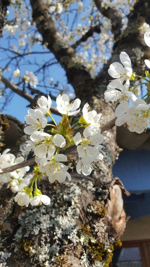 Maison Castellane Chambre D'Hotes B&B Экстерьер фото